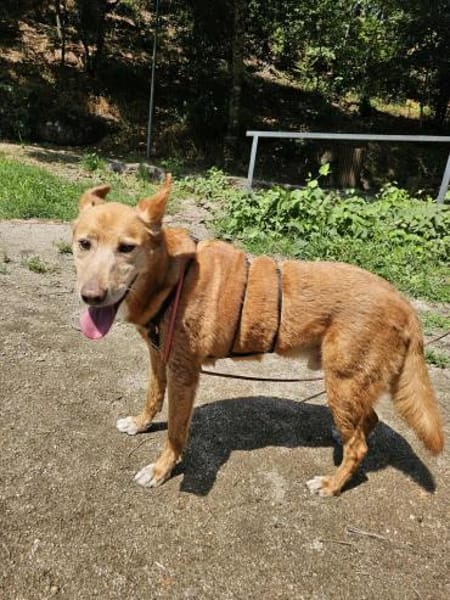 Menschenbezogener Lapa