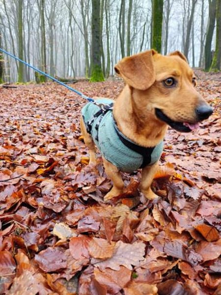 Scooby° in 55777 Berschweiler