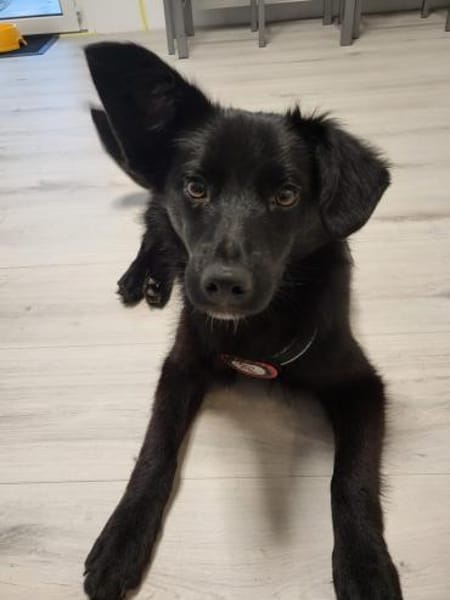 💙Sasu💙 sucht ein schönes Zuhause