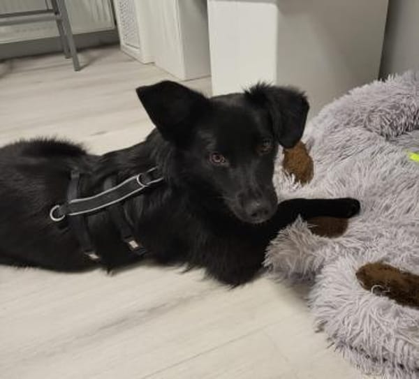 💙Sasu💙 sucht ein schönes Zuhause