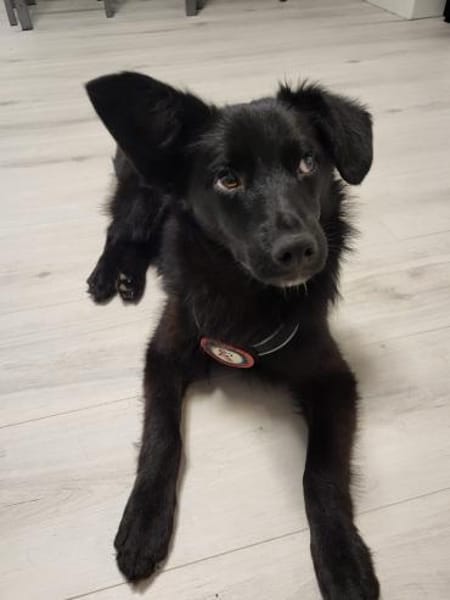 💙Sasu💙 sucht ein schönes Zuhause