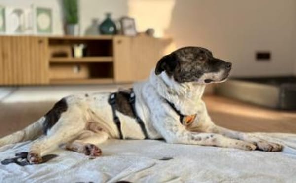 Gutmütiger Goethe sucht seine Menschen