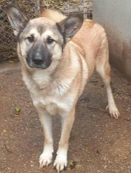 DJAMIL ab jetzt auf PS in 65... Villmar