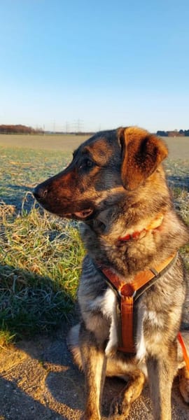 Die liebe 💕Raija 💕sucht ihre Menschen