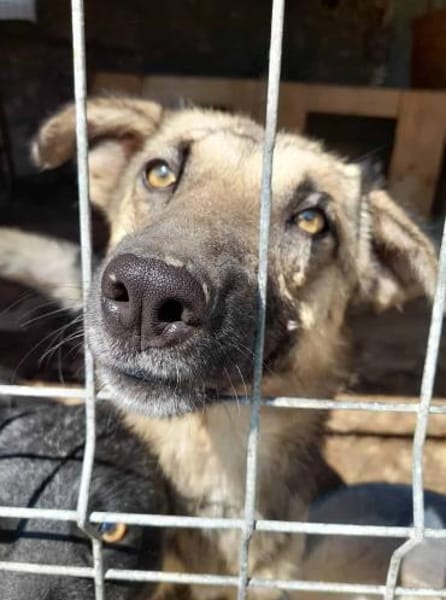 Marty - Der Anschmiegsame 🐾