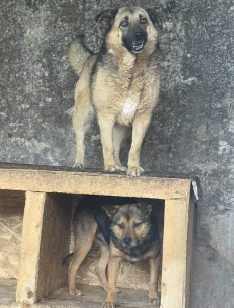 Marty - Der Anschmiegsame 🐾