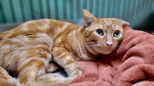 CARAMEL / déjà promis