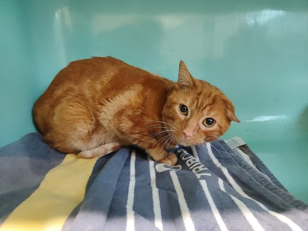 CARAMEL / déjà promis