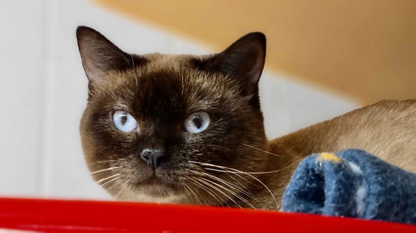 FELIX / déjà PROMIS