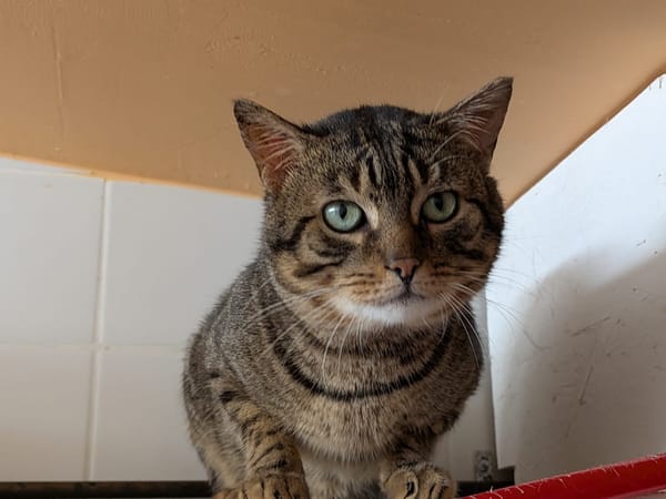 SPAROW / déjà promis