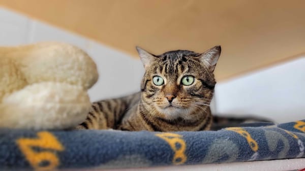 SPAROW / déjà promis