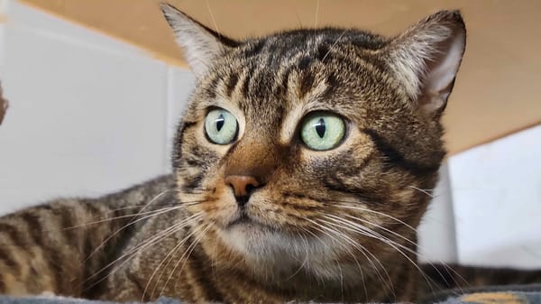 SPAROW / déjà promis