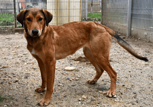 Nel (en ccours d'adoption)