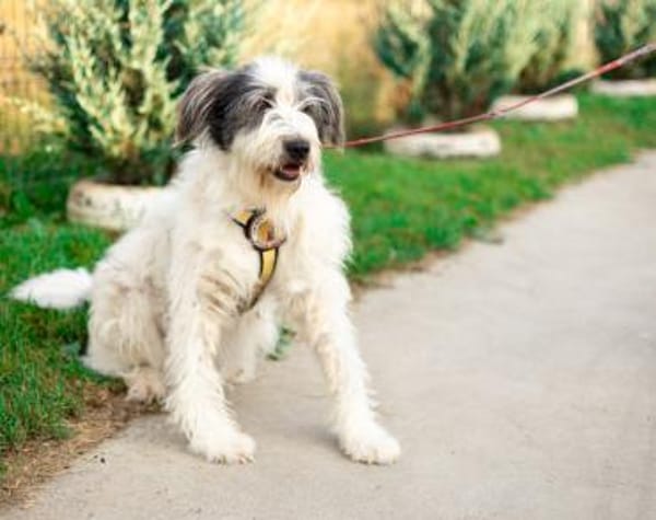 Schenkst du Carmen ein Zuhause?