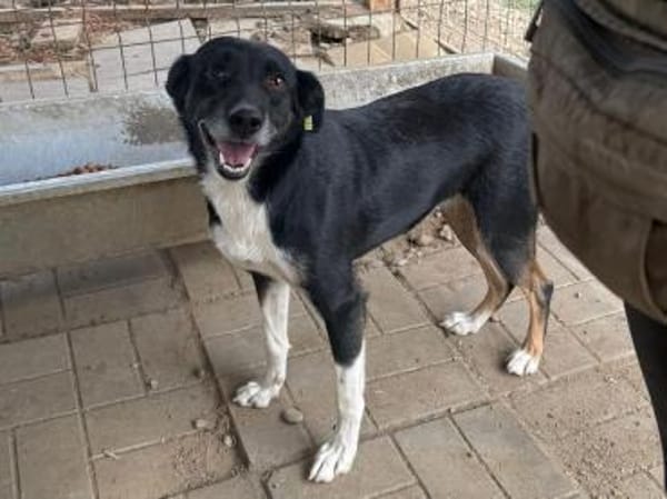 MIMI-verschmuste, hübsche Hündin,49 cm