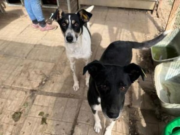 MIMI-verschmuste, hübsche Hündin,49 cm