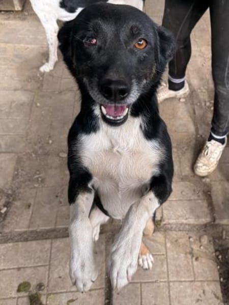 MIMI-verschmuste, hübsche Hündin,49 cm