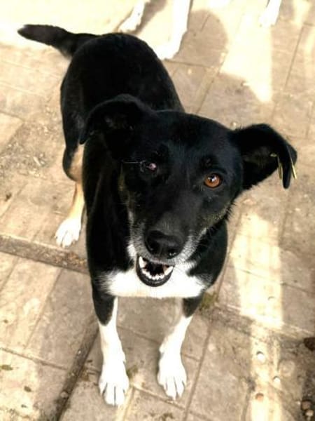 MIMI-verschmuste, hübsche Hündin,49 cm