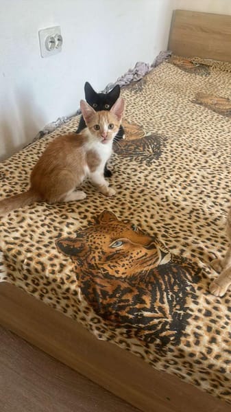 Diamond, ungeschliffener Diamant sucht