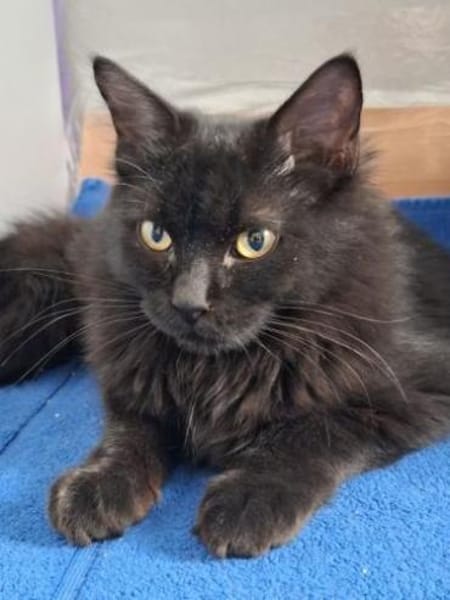 Athos & Porthos, ein liebenswertes Duo