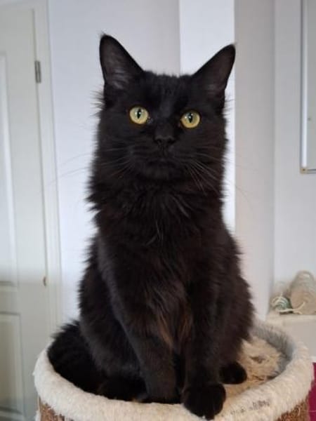 Athos & Porthos, ein liebenswertes Duo