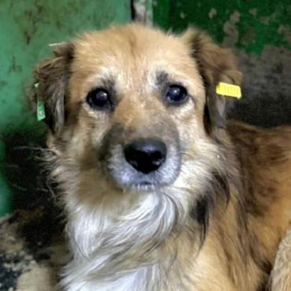 DIDRIK-ruhiger, hübscher Rüde,v.blind