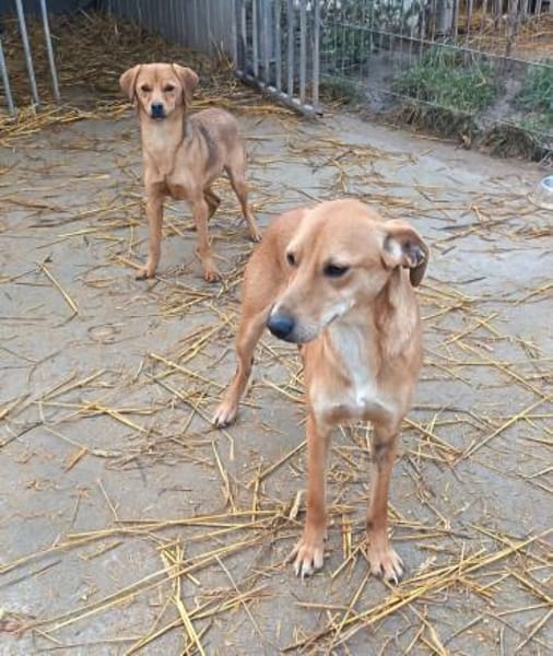 Joma sucht warmes Körbchen