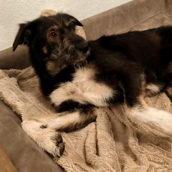 Cheesy ❤ sehr sozial und verschmust