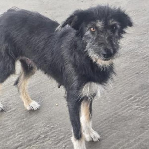 Cheesy ❤ sehr sozial und verschmust