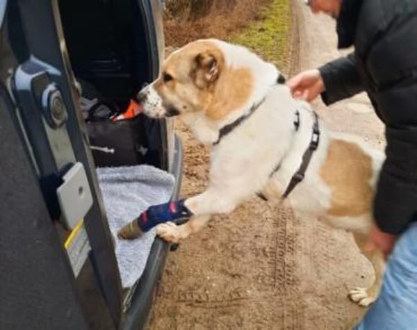 Verliebst du dich in die tapfere Aurora?