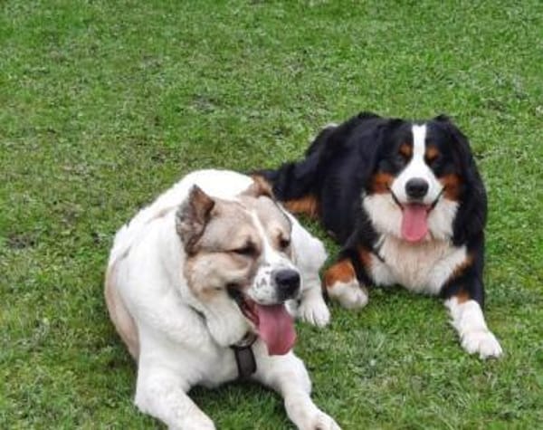 Verliebst du dich in die tapfere Aurora?