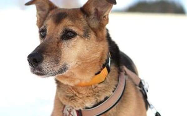 Susa sucht ihre Menschen