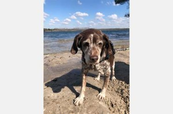 Cori - Kuschelmaus sucht liebe Familie