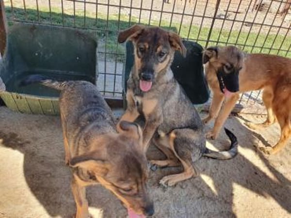 FEE-niedliche, hübsche Jung-Hündin,49 cm