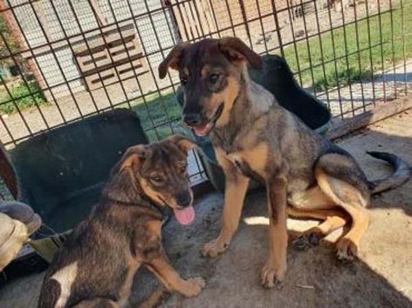 FEE-niedliche, hübsche Jung-Hündin,49 cm