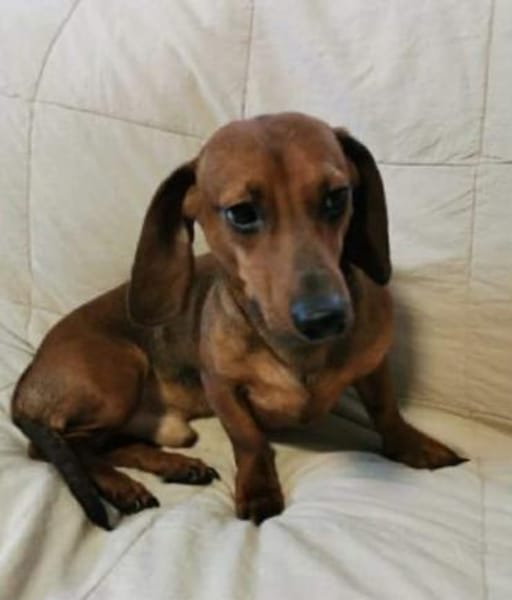 Dackel sucht ein zuhause