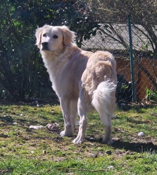 Tobia, Notfall in Deutschland