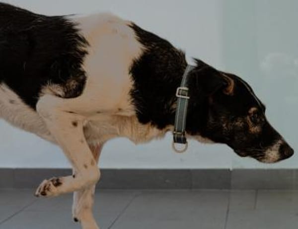 Maxi sucht seine Menschen