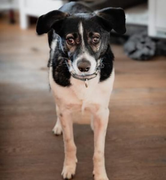 Maxi sucht seine Menschen