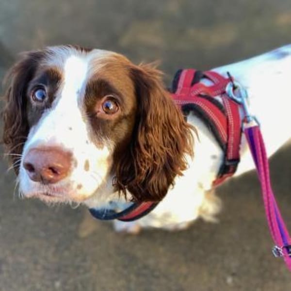 Poppy - lässt sich gerne streicheln