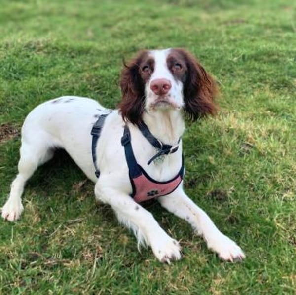 Poppy - lässt sich gerne streicheln