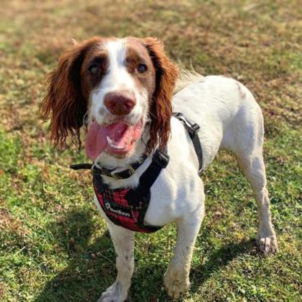 Poppy - lässt sich gerne streicheln