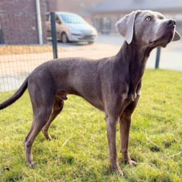 Levi - ist freundlich&sehr anhänglich