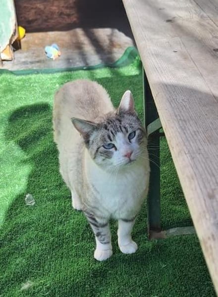 Hübscher Kater Manolo