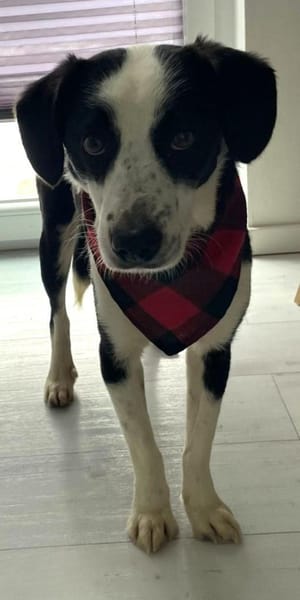 Loki ❤ schüchternes Kerlchen mit Herz