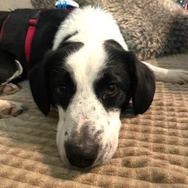 Loki ❤ schüchternes Kerlchen mit Herz