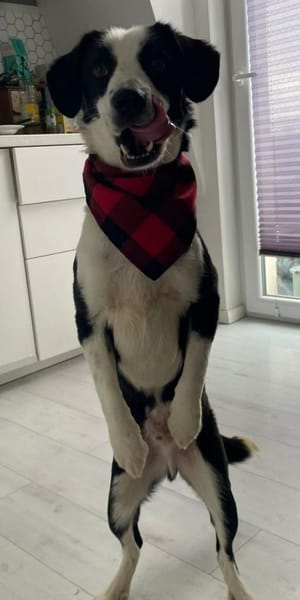 Loki ❤ schüchternes Kerlchen mit Herz