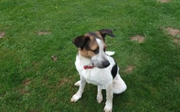 Hast Du für Ben noch ein Körbchen frei?