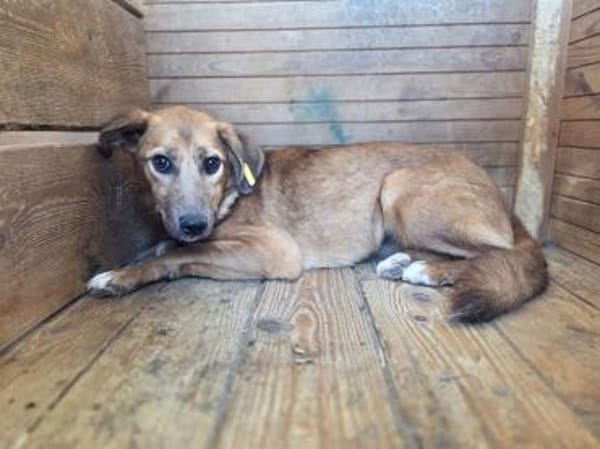 BECKY-hübsche,rehbraune Hündin,45 cm