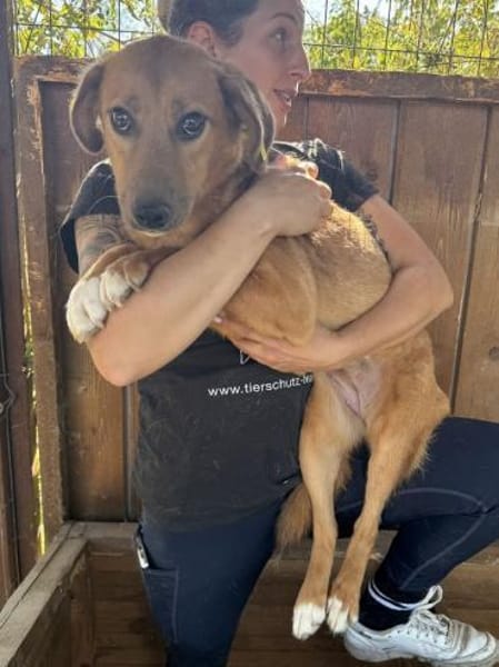 BECKY-hübsche,rehbraune Hündin,45 cm